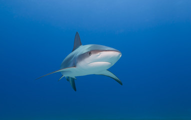 Caribbean reef shark from the front in clear blue water