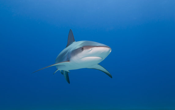 Caribbean reef shark from the front in clear blue water