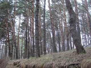 View of the pine forest below. Tall, slender pines look up into the sky. They are straight and grow...