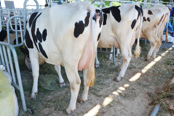 Modern farm cowshed with milking cows eating hay. Close up on udder of a cows. Milk industry...