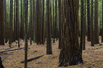 Redwood Forest - Rotorua 