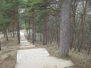 In a pine Park down a stone staircase. Stone steps are laid between the pines and go down steeply to the bottom. On such steps it is useful to train athletes and to go to people who watch their health