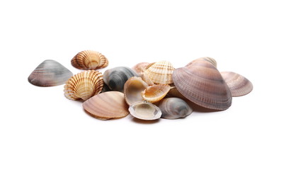 Sea shells isolated on white background