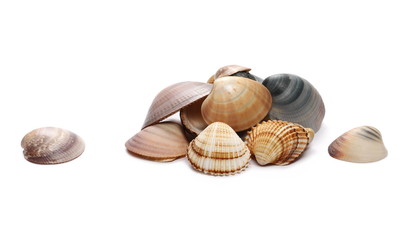 Sea shells isolated on white background
