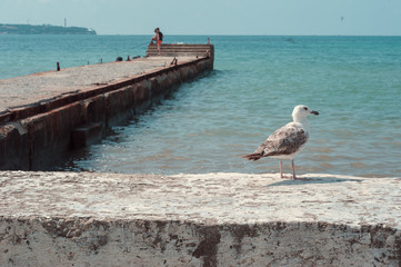 albatross seagull on the sea pier. background