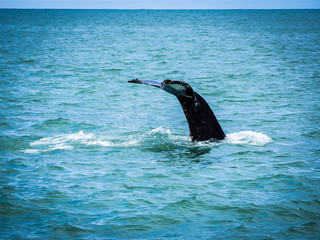 Obraz premium Humpback whales in Iceland