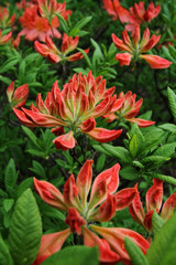 Red flowers with petals in the form of leaves. Very unusual