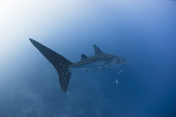 Tail fin of a whale shark