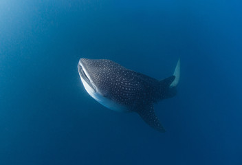 Whale shark swimming up to the surface