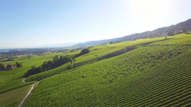 4K Aerial footage of Vineyard fields between Lausanne and Geneva in Switzerland -UHD