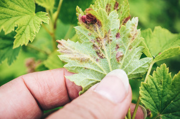 Gallic aphids on currant leaves. Pest control garden and vegetable garden