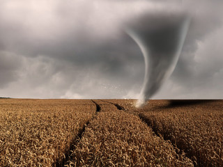 Tornado wütet über einem Weizenfeld