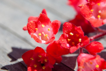 Fototapeta na wymiar Soft focused macro view of red little flowers on a blurred wooden background 