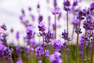 Soft focus flowers. Lavender fields with warm and soft sunlight.