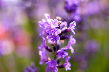 Fototapeta na wymiar Soft focus flowers. Lavender fields with warm and soft sunlight.