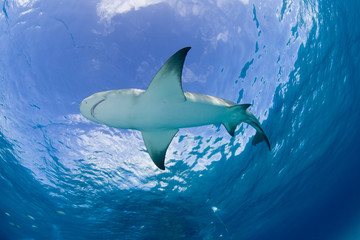 Lemon shark bottom view close to the surface in clear blue water with sun in the background