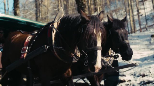 Slow motion clip of a carriage with two horses, moving on a road in the Alps.