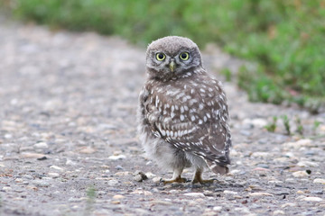Little owl Athene noctua with big yellow eyes