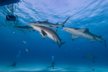 Sharks approaching bait box with scuba divers in the background