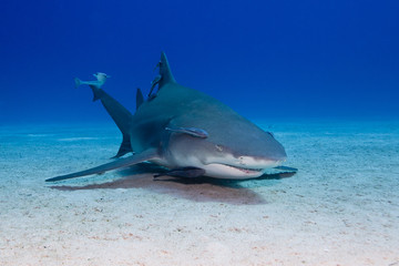 Fototapeta premium Angry looking Lemon Shark showing sharp teeth rows close to the ground in blue water