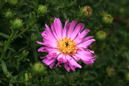 Herbstgruss vom Bresserhof , Aster dumosus, autumn, pink flower in country garden. Autumn symbol