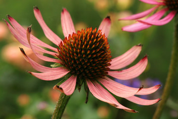 Pink Echinacea detail flower. Echinacea in country home rustic ecological garden by sunny day
