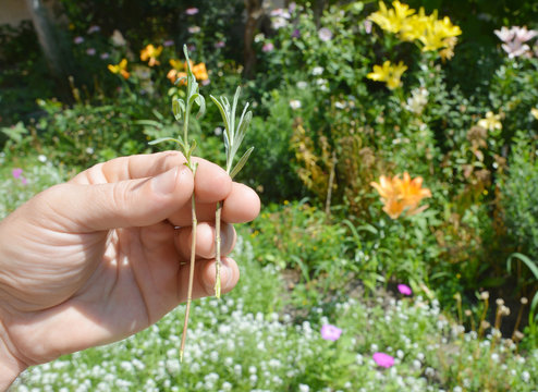 Fototapeta Lavender  propagation. Taking lavender cuttings in summer is a good way to start as they root easily.
