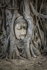 Fototapeta na wymiar Image of a Buddha faces in a tree root, Ayutthaya, Thailand.