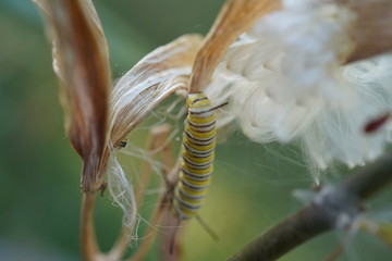 Caterpillar