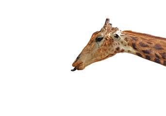 Funny Giraffe Face Sticking Out Tongue Isolated on White Background with Clipping Path and Space