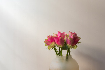 Close up of pink variegated roses in glass vase against beige wall with soft shadows (selective focus)
