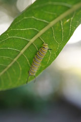 Caterpillar