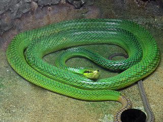 Red-Tailed Green Ratsnake Coiled in Shallow Water