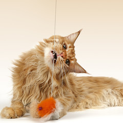 Playing main coon