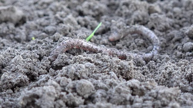 Earthworm crawls over the ground in the nature