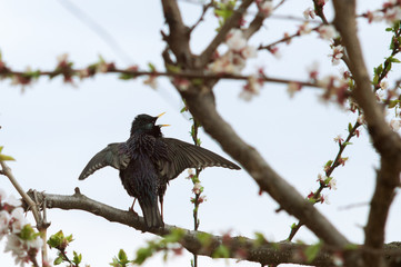 A bird starling on a flowering tree wings up