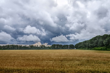 Obraz premium field of wheat and cloudy sky