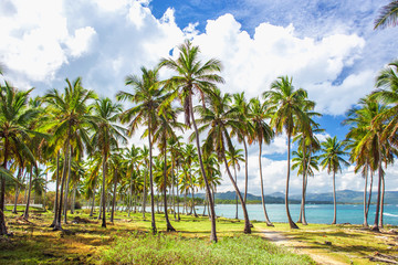 Obraz premium Palm trees near the caribbean sea