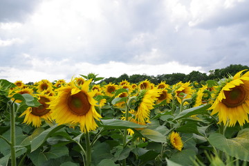 yellow sunflowers on the field and the overcast sky