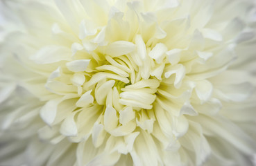 Chrysanthemum, cream flower head detail