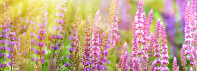 Purple flowers of sage in flower field background