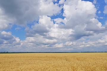 field of wheat and cloudy sky