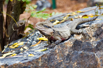Water Dragon on Rock