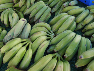 Bunches of Green Bananas for sale