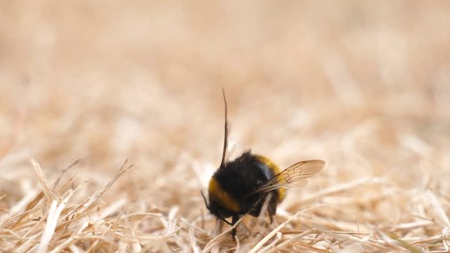 Close up view of dead insect, bee, bumblebee on dry grass background making straight illustration of concept of a drought 