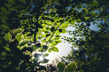 Sonnenstrahl durch Blätter