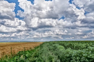Fototapeta premium field flowers wheat and blue sky
