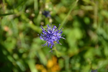 Centaurée des Montagnes