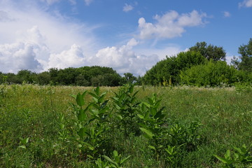 Obraz premium field flowers wheat and blue sky
