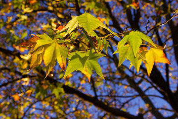 Yellow and red autumn leaves on the tree